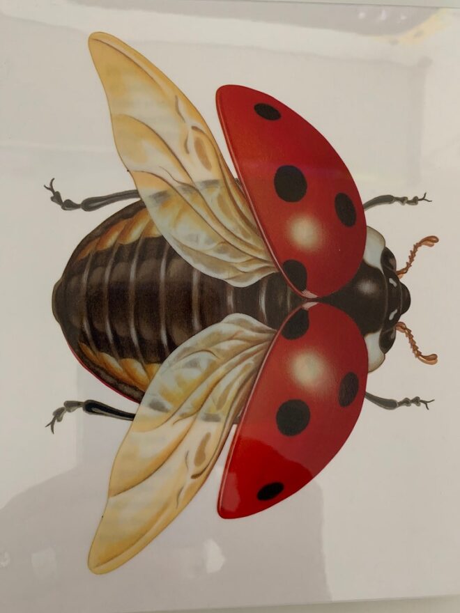  Der Marienkäfer - Leseanimation 